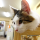 Image for article titled OMG, San Francisco Is Getting a Cat Cafe